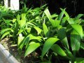 Curculigo - plante vivace exotique de plein soleil 1m